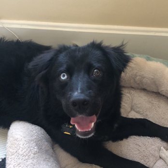 WüF Pet Spa - Milo - Pet Groomers Near Me - Cincinnati, Ohio