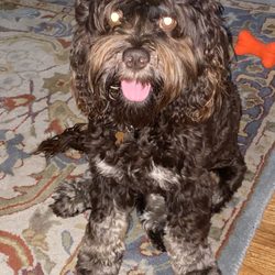 Cockapoodledoo Ranch - Loki