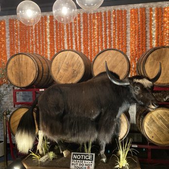 Himalayan wild yak - Mascot yak - Himalayan/Nepalese Near Me - Ashburn, Virginia