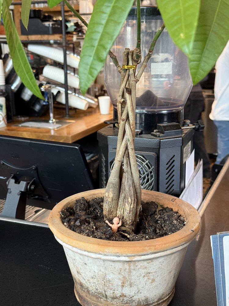 City Roots Coffee Bar