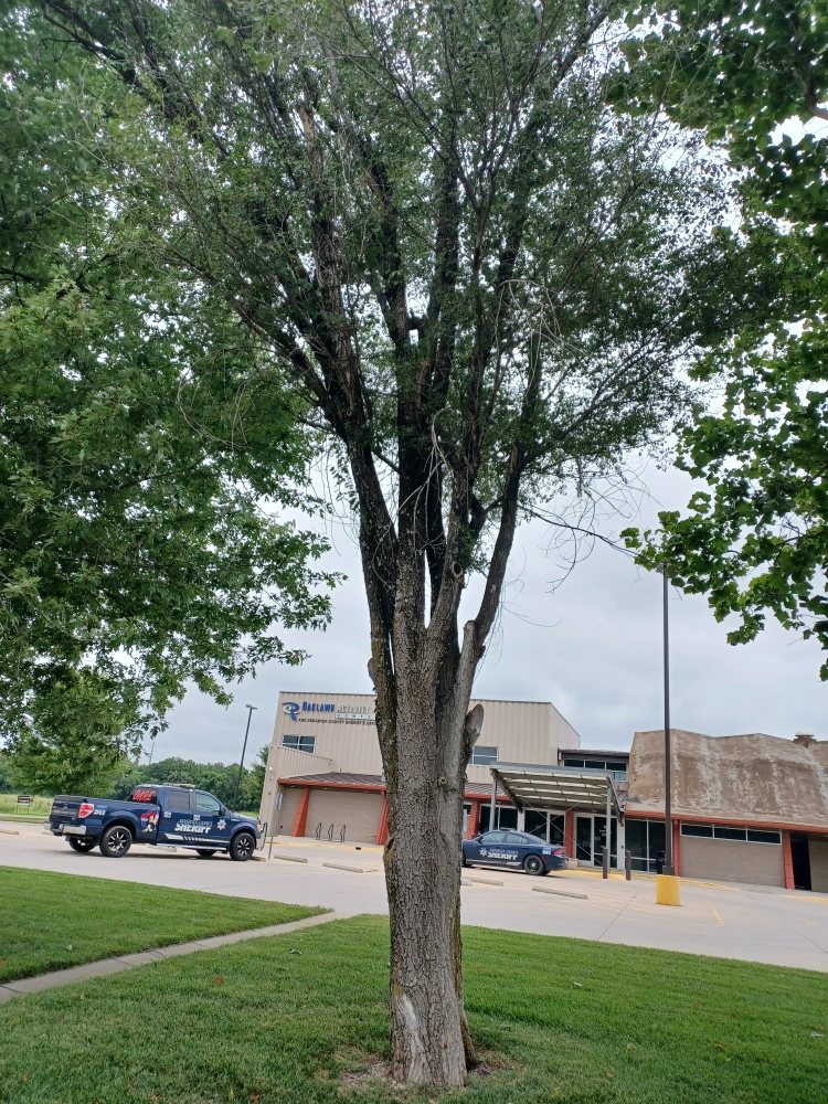 Moore's Tree Service - tree service in Wichita, KS