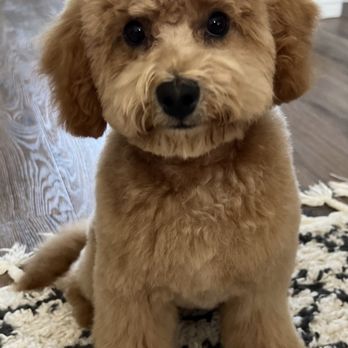 Thatgroomerdood - Pet Groomers Near Me - Corona, California