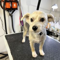 Upstate Pet Grooming