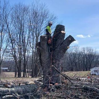 Johnsons Tree Experts - Tree Services Near Me - Weedville, Pennsylvania Johnsons Tree Experts - Tree Services Near Me - Weedville, Pennsylvania
