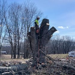 Johnsons Tree Experts