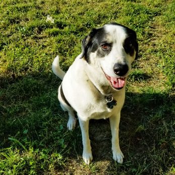 Southern Paws 'N' Pets - Thumper - Pet Groomers Near Me - Bailey, North Carolina