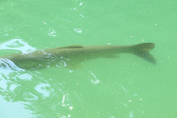 Parco Ducale by null