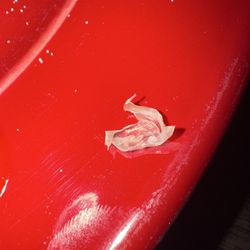 Ten Penny Restaurant & Bar - Plastic found in cowboy bites