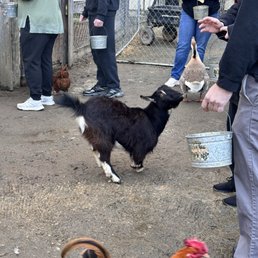 the cutest goat
