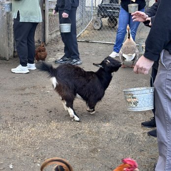 Darby Acres Farm - the cutest goat - Zoos Near Me - Charlotte, North Carolina