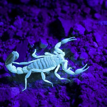 Hydra Pest Control - Pest Control Near Me