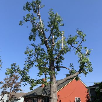 Environmental Green Tree Care - After - Tree Services Near Me Environmental Green Tree Care - After - Tree Services Near Me
