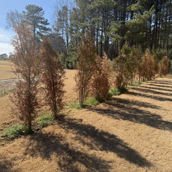 Carolina Landscape and Designs - Dead trees - Landscape Architects or Designers Near Me