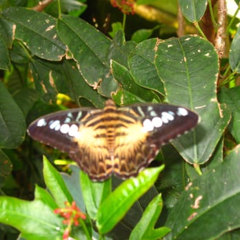 Butterfly Pavilion - Museums Near Me - Westminster, Colorado Butterfly Pavilion - Museums Near Me - Westminster, Colorado