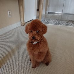 101 Pets Grooming - After