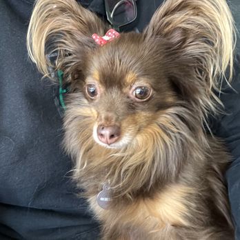As the Fur Flies - Pet Groomers Near Me - Austin, Texas As the Fur Flies - Pet Groomers Near Me - Austin, Texas