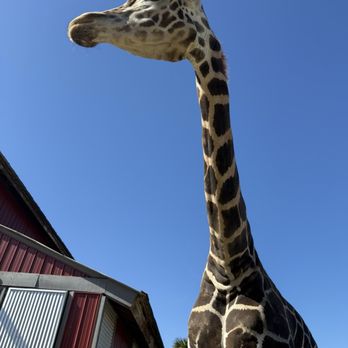 Zoo World - Tony the giraffe - Zoos Near Me - Panama City Beach, Florida Zoo World - Tony the giraffe - Zoos Near Me - Panama City Beach, Florida