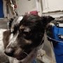 "Yo, Dog!" Mobile Grooming Club
