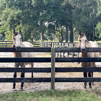 Oxford Big Top Ranch - Horses - Horseback Riding Near Me - Oxford, Florida Oxford Big Top Ranch - Horses - Horseback Riding Near Me - Oxford, Florida