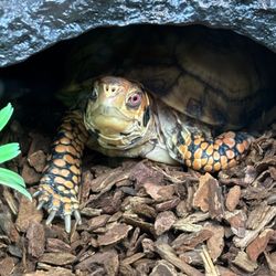 Moore Veterinary Care - My larger Eastern Box Turtle, StarShine.