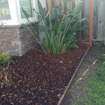 Landscape Artisan - Bird of Paradise to highlight our Asian Hawaiian themed yard - Landscaping Near Me Landscape Artisan - Bird of Paradise to highlight our Asian Hawaiian themed yard - Landscaping Near Me