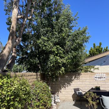 Wilmer’s Tree Service - Patio area. Tree had grown over fence into the neighbors year. - Tree Services Near Me Wilmer’s Tree Service - Patio area. Tree had grown over fence into the neighbors year. - Tree Services Near Me