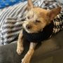 Photo of Klassy Kritters Pet Grooming