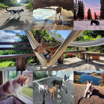 PawClaw - Dog Walkers Near Me PawClaw - Dog Walkers Near Me