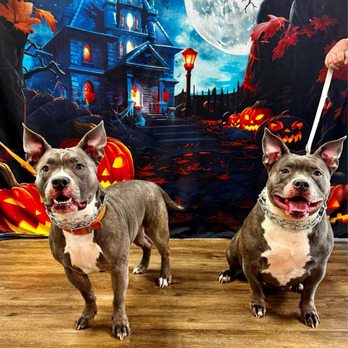 Valley View Veterinary Clinic - Dog bakery!! - Veterinarians Near Me - Plymouth, Pennsylvania Valley View Veterinary Clinic - Dog bakery!! - Veterinarians Near Me - Plymouth, Pennsylvania