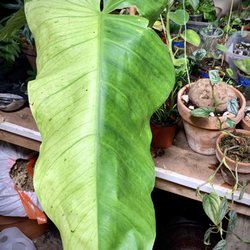 Crooked Root Tropicals