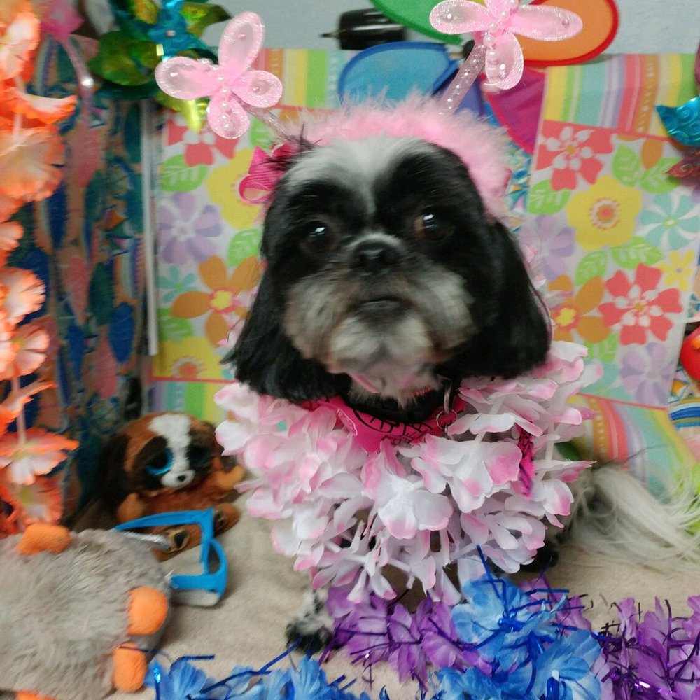 Star Mutts - Smallz - Pet Groomers Near Me - Fresno, California Star Mutts - Smallz - Pet Groomers Near Me - Fresno, California