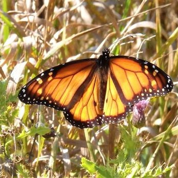 Tifft Nature Preserve - Monarch Butterfly at Tifft (2018) - Hiking Near Me - Buffalo, New York Tifft Nature Preserve - Monarch Butterfly at Tifft (2018) - Hiking Near Me - Buffalo, New York