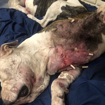 Armstrong Pet Hospital - Work done on the pups - Veterinarians Near Me - Clovis, California