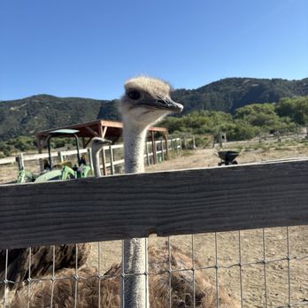 Ostrichland USA - Attraction Farms Near Me - Solvang, California Ostrichland USA - Attraction Farms Near Me - Solvang, California