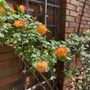 Photo of Gardening Thyme