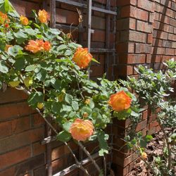 Gardening Thyme