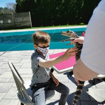 Curious Creatures - Baby alligator - Educational Services Near Me - Groveland, Massachusetts