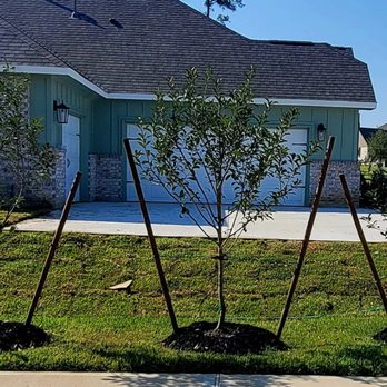 Moon Valley Nurseries - Driveway trees for semi privacy - Landscaping Near Me - Conroe, Texas
