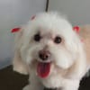 Sitting Pretty Mobile Dog Grooming gift card