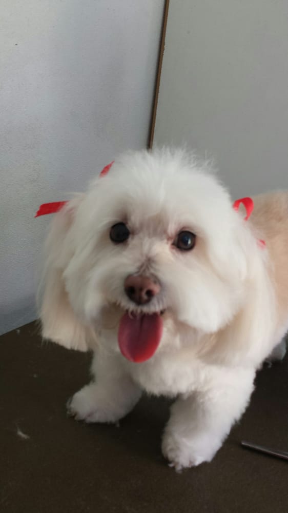 SITTING PRETTY MOBILE DOG GROOMING Updated September 2024 18