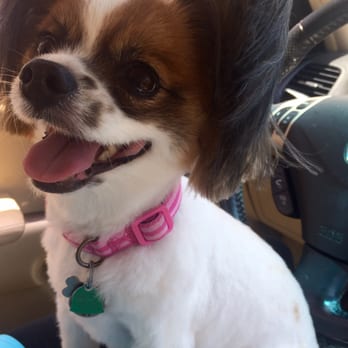 Fluffy Mutt Grooming Salon - My summer cut from José! All the other pups are gonna be jealous! - Pet Groomers Near Me - Metairie, Louisiana Fluffy Mutt Grooming Salon - My summer cut from José! All the other pups are gonna be jealous! - Pet Groomers Near Me - Metairie, Louisiana