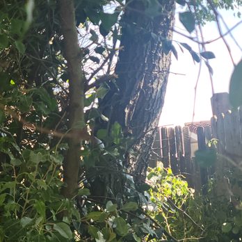 Reasonable Tree Services - Tree Services Near Me Reasonable Tree Services - Tree Services Near Me
