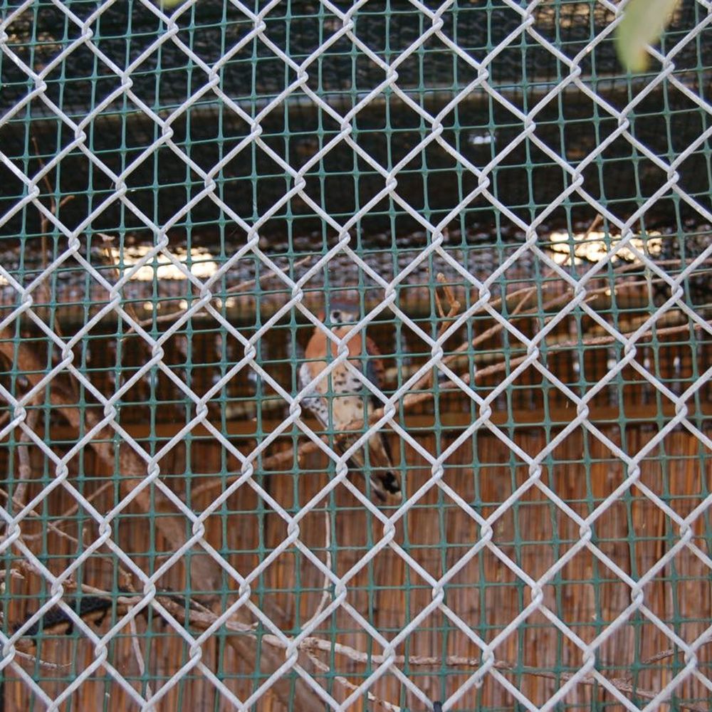 Key West Wildlife Center - Community Service/Non-Profit Near Me - Key West, Florida Key West Wildlife Center - Community Service/Non-Profit Near Me - Key West, Florida