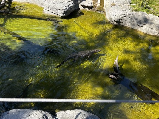 Tallahassee Museum by null