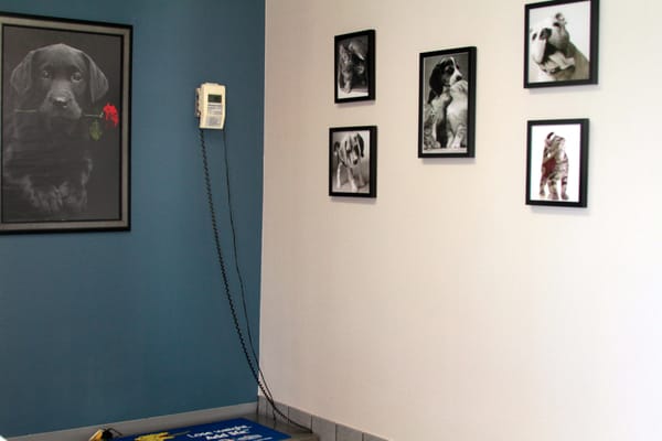 vca sandy lake animal hospital