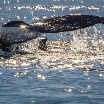 Fast Raft Ocean Safaris - Whale Watching Tours Near Me - Monterey, California
