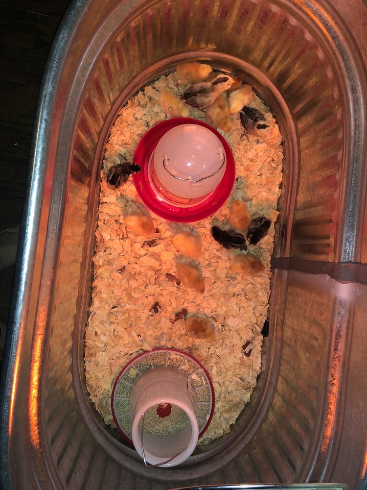 TRACTOR SUPPLY Updated September 2024 1700 N Grand Ave, Gainesville