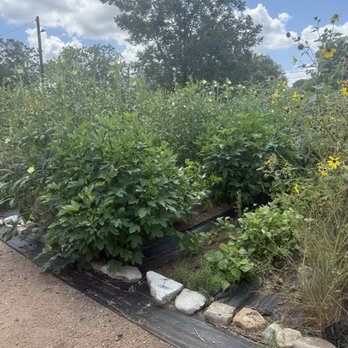 Este Garden - Nurseries & Gardening Near Me - Austin, Texas