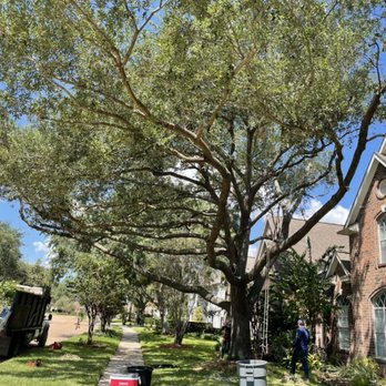 Tree Care Professional - Tree maintenance - Tree Services Near Me - Houston, Texas Tree Care Professional - Tree maintenance - Tree Services Near Me - Houston, Texas