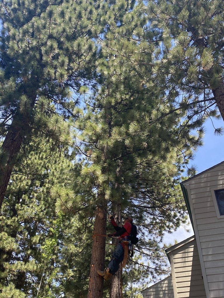 NORTH SHORE TREE SERVICES Updated October 2024 1069 Tiller Dr